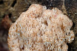 Korunokyjka svícnovitá (Artomyces pyxidatus)