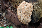 Korunovec svietnikovitý (Artomyces pyxidatus)