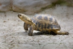 Korytnačka stepná (Testudo horsfieldii)