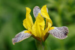 Kosatec (Iris variegata)