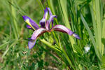 Kosatec távolistý (Iris graminea)