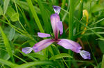 Kosatec távolistý (Iris graminea)
