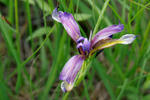 Kosatec trávolistý (Iris graminea)