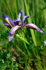 Kosatec trávolistý (Iris graminea)