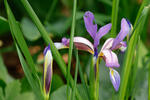 Kosatec trávolistý (Iris graminea)
