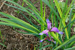 Kosatec trávolistý (Iris graminea)