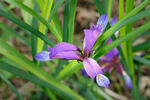 Kosatec trávolistý (Iris graminea)