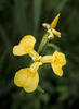 Kosatec žlutý (Iris pseudacorus)