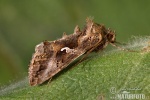 Kovolesklec gama (Autographa gamma)