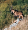 Koza bezoárová (Capra aegagrus)