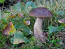 Kozák březový (Leccinum scabrum)