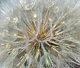 Kozí brada luční (Tragopogon pratensis)