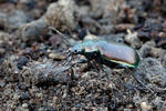 Krajník hnědý (Calosoma inquisitor)