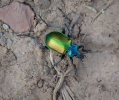 Krajník pižmový (Calosoma sycophanta)