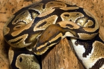 Krajta královská (Python regius)