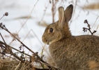 Králík divoký (Oryctolagus cuniculus)