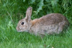 Králík divoký (Oryctolagus cuniculus)