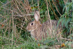 Králík divoký (Oryctolagus cuniculus)