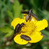 Krasec čtyřtečný (Anthaxia quadripunctata)