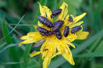 Krasec čtyřtečný (Anthaxia quadripunctata)