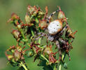 Křižák čtyřskvrnný (Araneus quadratus)