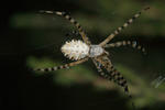 Křižák laločnatý (Argiope lobata)