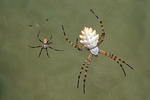 Křižák laločnatý (Argiope lobata)