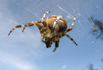 Křižák obecný (Araneus diadematus)