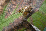 Křižák obecný (Araneus diadematus)