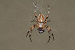 Křižák obecný (Araneus diadematus)