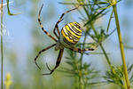 Křižák pruhovaný (Argiope bruennichi)