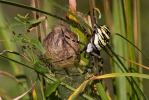 Křižák pruhovaný (Argiope bruennichi)