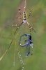 Křižák pruhovaný (Argiope bruennichi)