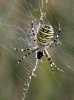 Křižák pruhovaný (Argiope bruennichi)