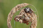 Křižák rákosní (Larinioides cornutus)