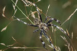 Křižák stromový (Araneus saevus)