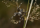 Křižák stromový (Araneus saevus)