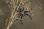 Křižák stromový (Araneus saevus)