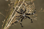 Křižák stromový (Araneus saevus)