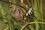 Križiak pruhovaný (Argiope bruennichi)