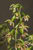 Kruštík širolistý (Epipactis helleborine)