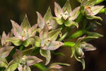 Kruštík širolistý (Epipactis helleborine)