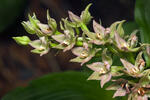 Kruštík širolistý (Epipactis helleborine)