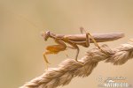 Kudlanka (Mantis sp.)