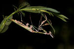 Kudlanka jižní (Empusa fasciata)