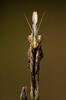 Kudlanka jižní (Empusa fasciata)