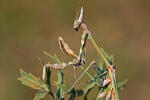 Kudlanka jižní (Empusa fasciata)