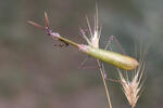 Kudlanka jižní (Empusa fasciata)