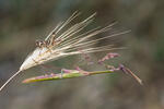 Kudlanka jižní (Empusa fasciata)