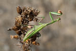 Kudlanka nábožná (Mantis religiosa)